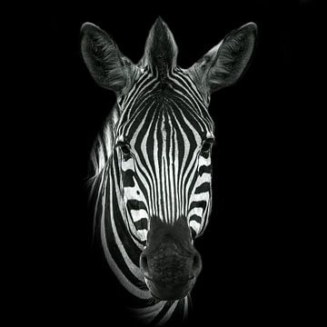 Zebra in Schwarz und Weiß von Petra Lakerveld