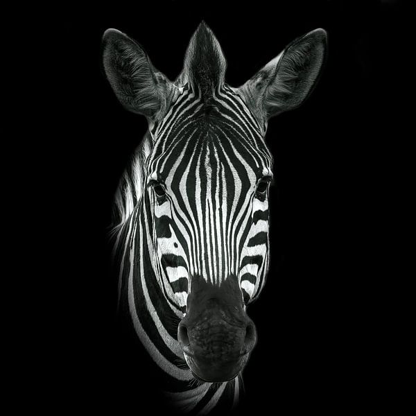 Zebra in black and white by Petra Lakerveld