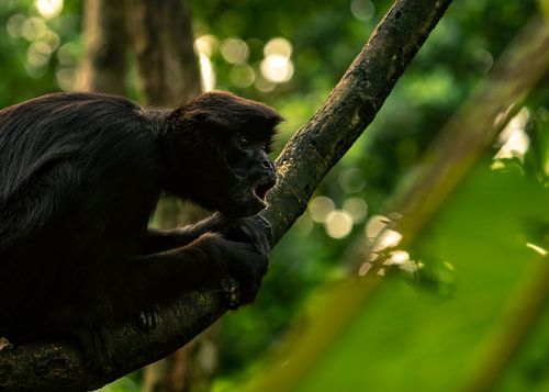 Surprised brown-headed spider monkey