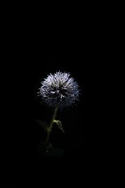 Portrait d'une fleur dans l'obscurité