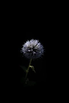 Portrait d'une fleur dans l'obscurité sur Foto Studio Labie