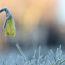 Daffodil in Winter by Mireille Breen