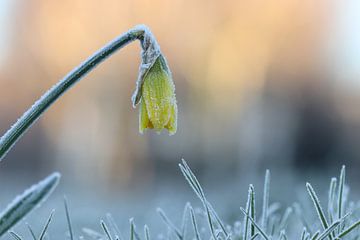 Narcis in de Winter van Mireille Breen