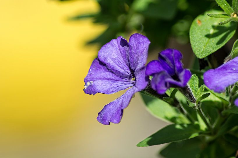 Purple Flower by Coosje Wennekes
