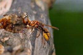 Hornet sur Karin Jähne
