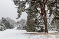 Winter Pine Tree by William Mevissen thumbnail