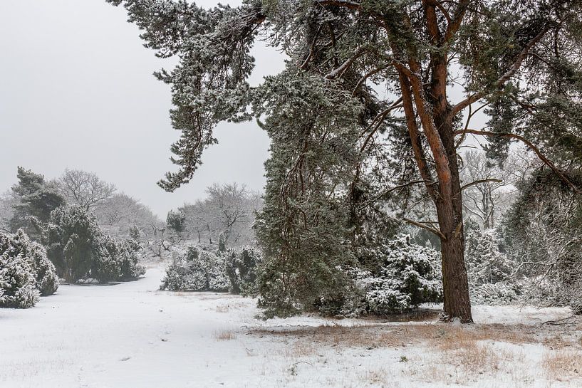 Winter Pine Tree van William Mevissen