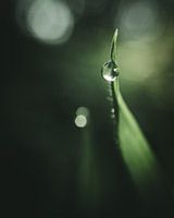 Grasspriet met dauwdruppel
