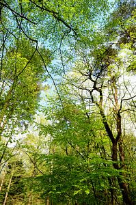 Canopée au printemps