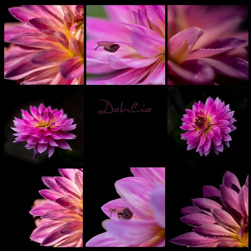 collage of photos of a pink Dahlia with water drops and snail