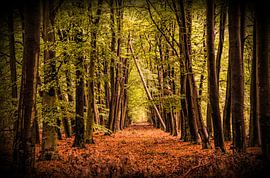Herfst in al zijn facetten by Evelien Scholten
