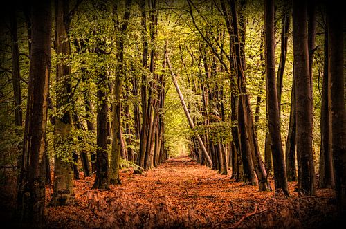 Herfst in al zijn facetten