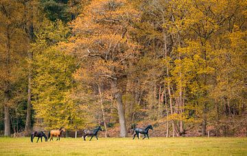 Paarden in een mooie nederlandse omgeving van Bart cocquart