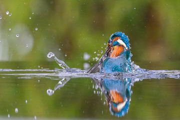 Eisvogel-Explosion im Wasser