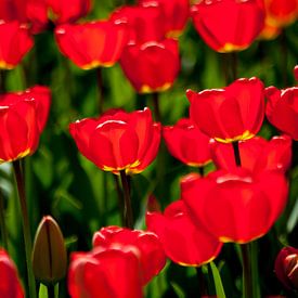 Dutch Tulips von Ad van Geffen