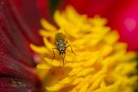 Klein vliegje op Dahlia