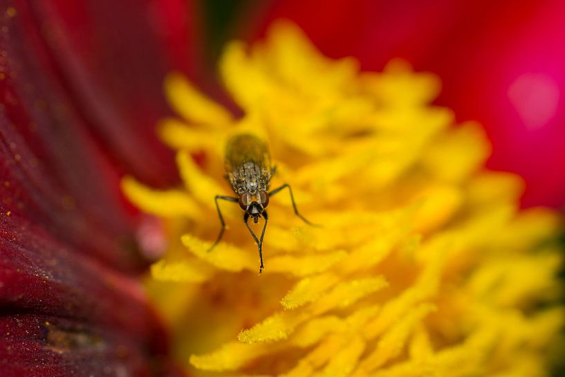 Klein vliegje op Dahlia par Johan Slagers