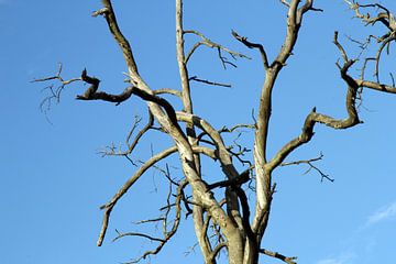 Abgestorbener Baum im Sommer