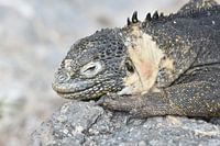 Resting land iguana
