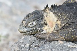 Resting land iguana by Frank Heinen
