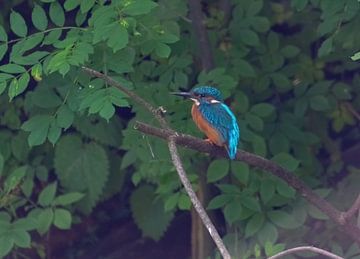 The Kingfishers by Merijn Loch