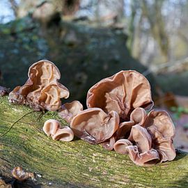 Judas ear, Auricularia auricula-judae in the forest on a dead tree trunk by Heiko Kueverling