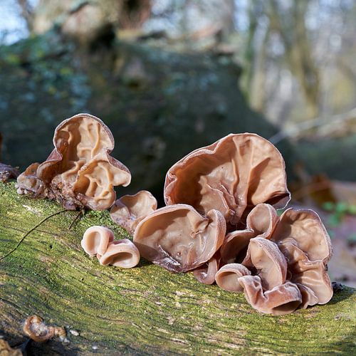 Judasoor, Auricularia auricula-judae in het bos op een dode boomstam