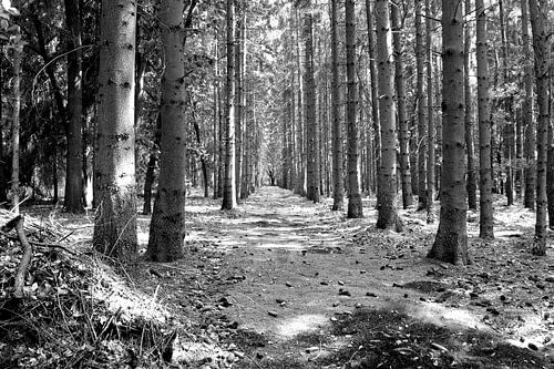 Bomen in het bos, Lage Vuursche