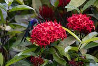 Purple hummingbird over a red flower