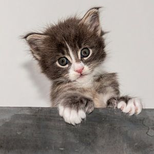 Kitten serie V