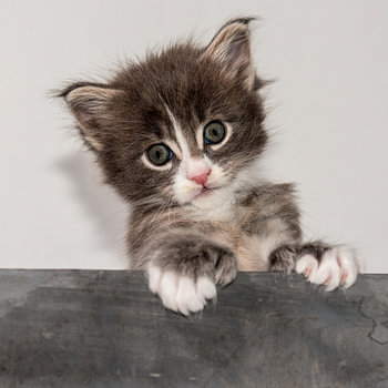 Kitten serie V