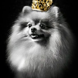 Königlicher Pomeranian in Schwarz und Weiß mit goldener Krone von John van den Heuvel
