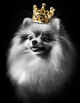 Royal pomeranian in black and white with golden crown by John van den Heuvel