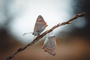 Double trouble van petervanglabbeek