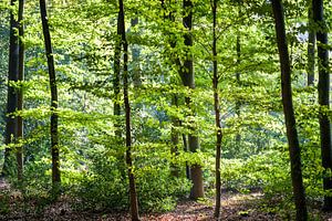 Zonlicht dat door groen bladerdak van de takken valt