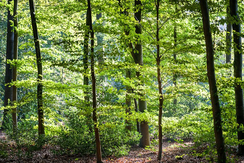 Zonlicht dat door groen bladerdak van de takken valt van Fotografiecor .nl
