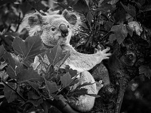 Koala van Rob Boon