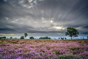 La brise sur les landes sur Richard Guijt Photography