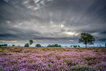 Windy heathland by Richard Guijt Photography