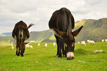 Donkeys sur Corinne Welp