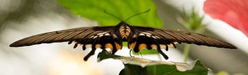 Stealth Vlinder by Jelte Bosma