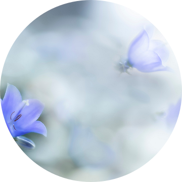 Klokjesbloem in zacht blauw