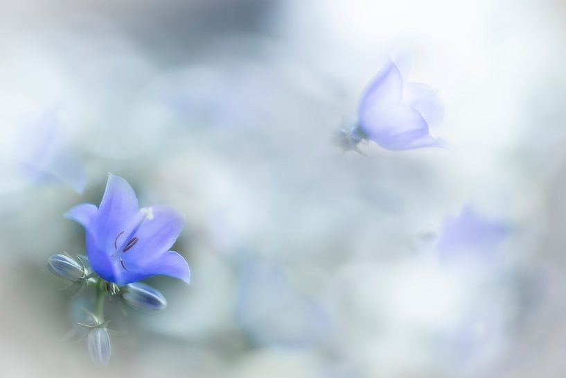 Glockenblume in zartem Blau von Greetje van Son