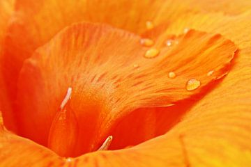 een oranje Canna-leliebloem in mijn tuin