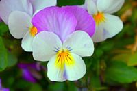 viola