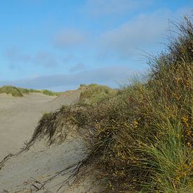 Duinpan Schiermonnikoog van Co Bliekendaal