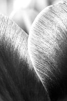 Tulp in schwarz / weiß
