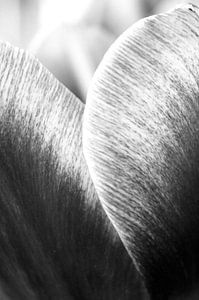 Tulp in zwart-wit van Jessica van den Heuvel