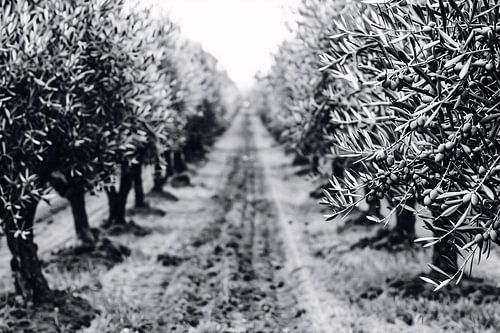 Olijfbomen onder maanlicht