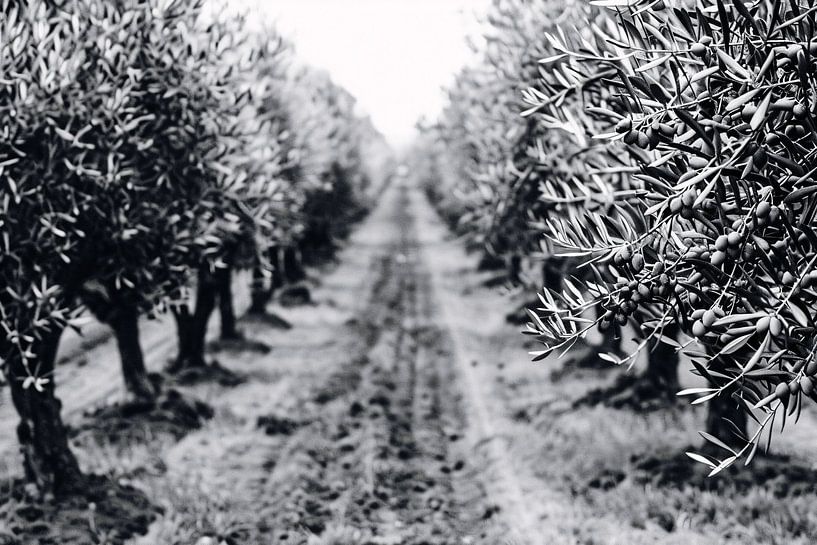 Olive trees under moonlight by Art & Soul Creations